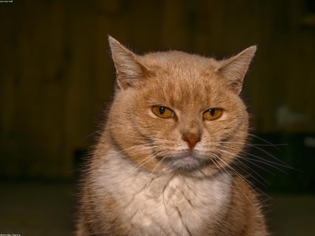 貓咪在室內垂直空間活動