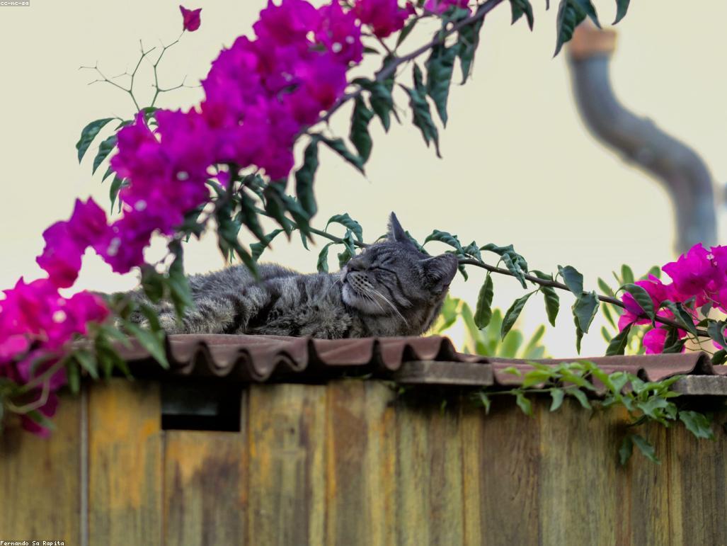 貓咪膀胱結石X光診斷圖