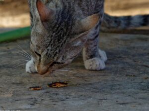 Read more about the article 獲取最新的貓新聞、資訊以及採取行動拯救貓生命的方法！