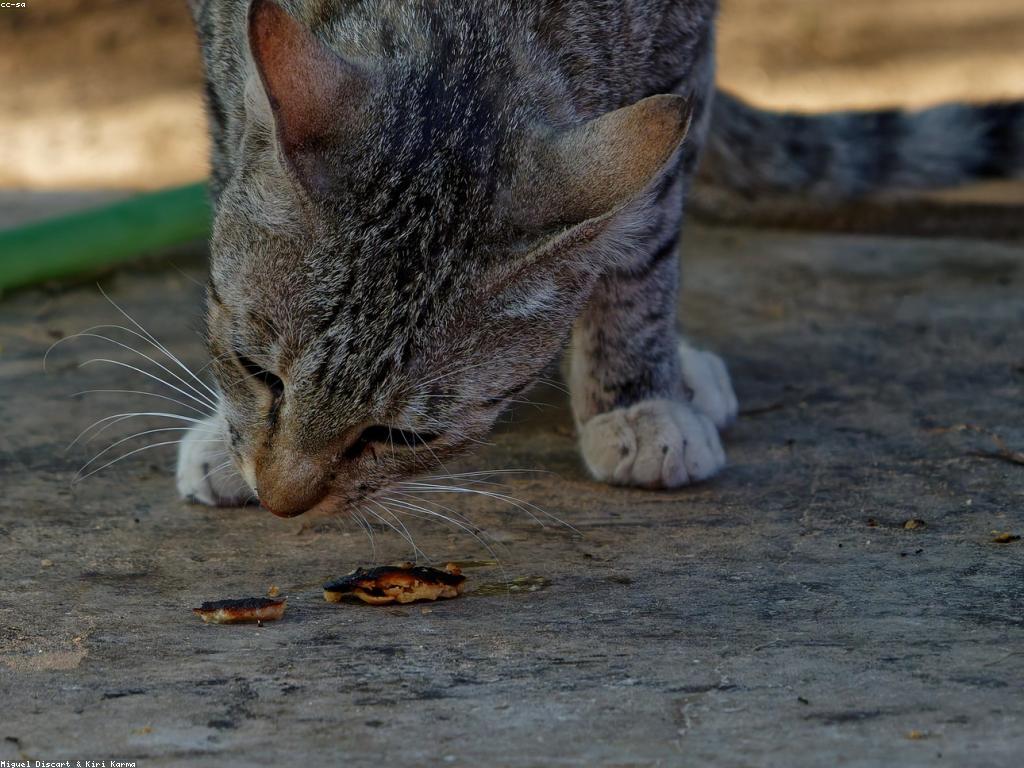 獸醫正在為貓咪進行健康檢查