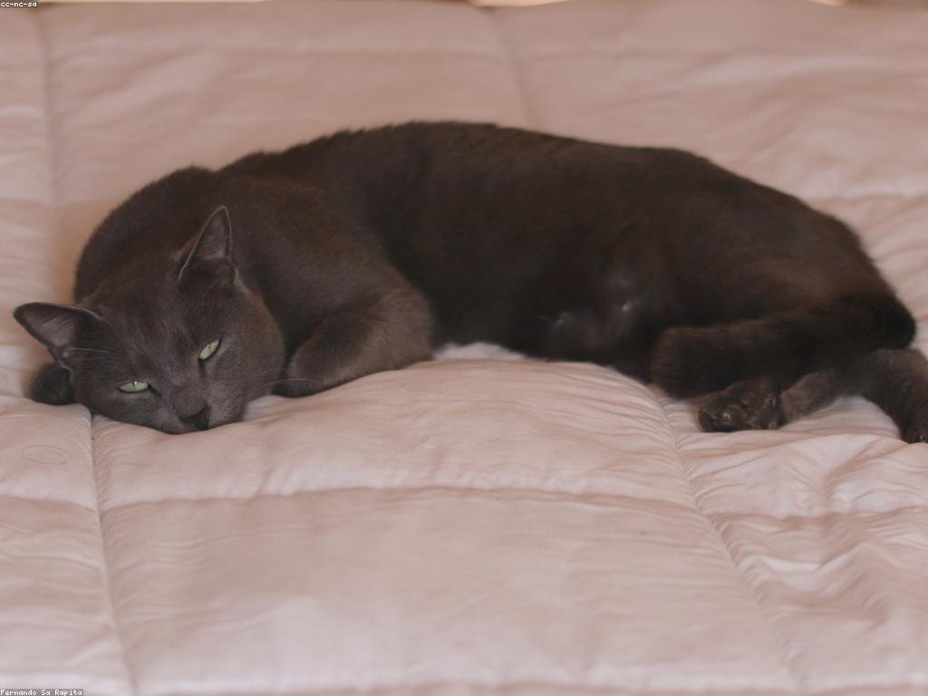 獸醫檢查貓咪牙齒的特寫