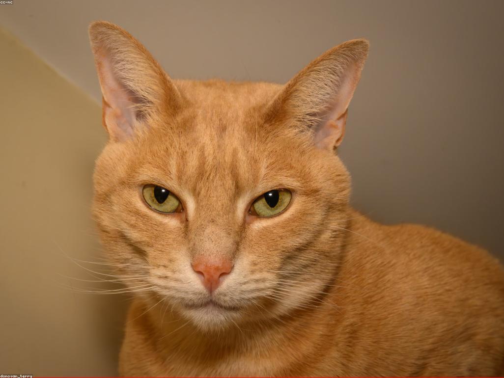 日本雲林寺的貓咪雕像與文化裝飾