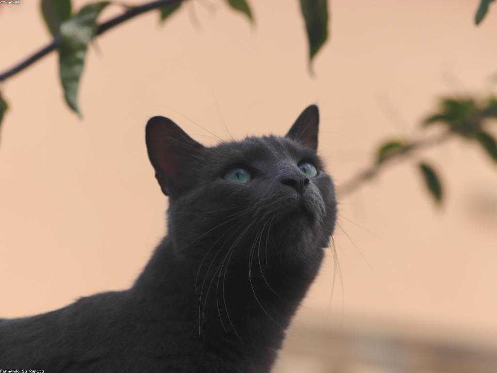 使用專業捕貓籠進行 TNR 誘捕的場景