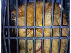 Read more about the article 印花布貓和小貓的價格是多少？價格分析及購買指南