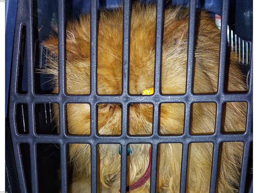 一隻坐在窗邊陽光下的印花布貓