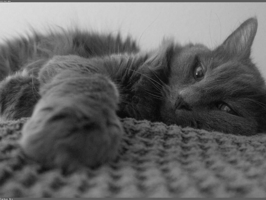 獸醫正在為貓咪進行健康檢查