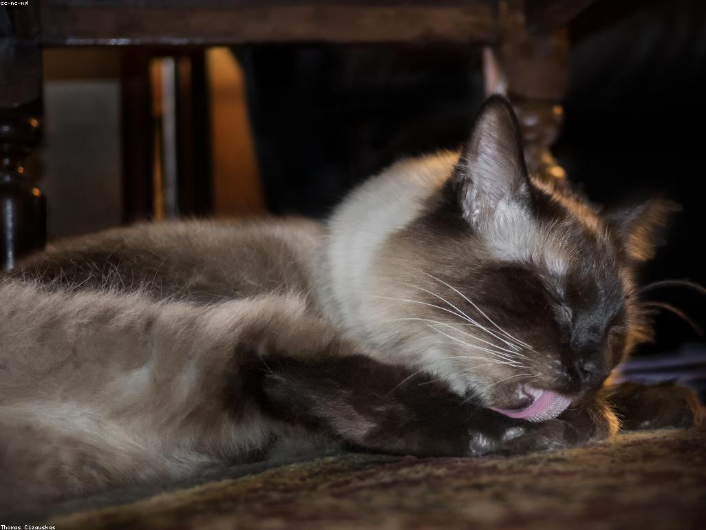 貓咪在垂直空間跳台上觀察窗外