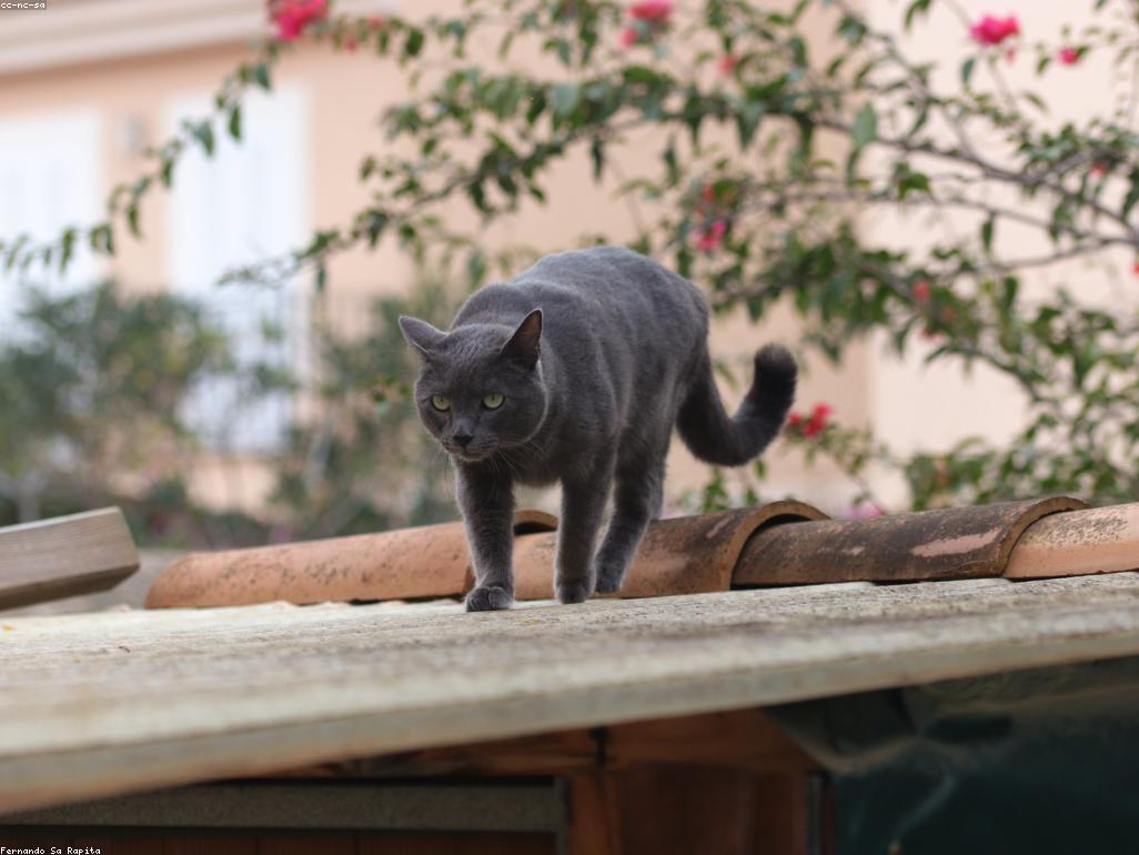 貓咪口腔疾病與健康牙齒的對比圖