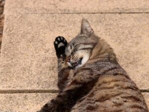 Read more about the article 創造貓科動物友善的空間