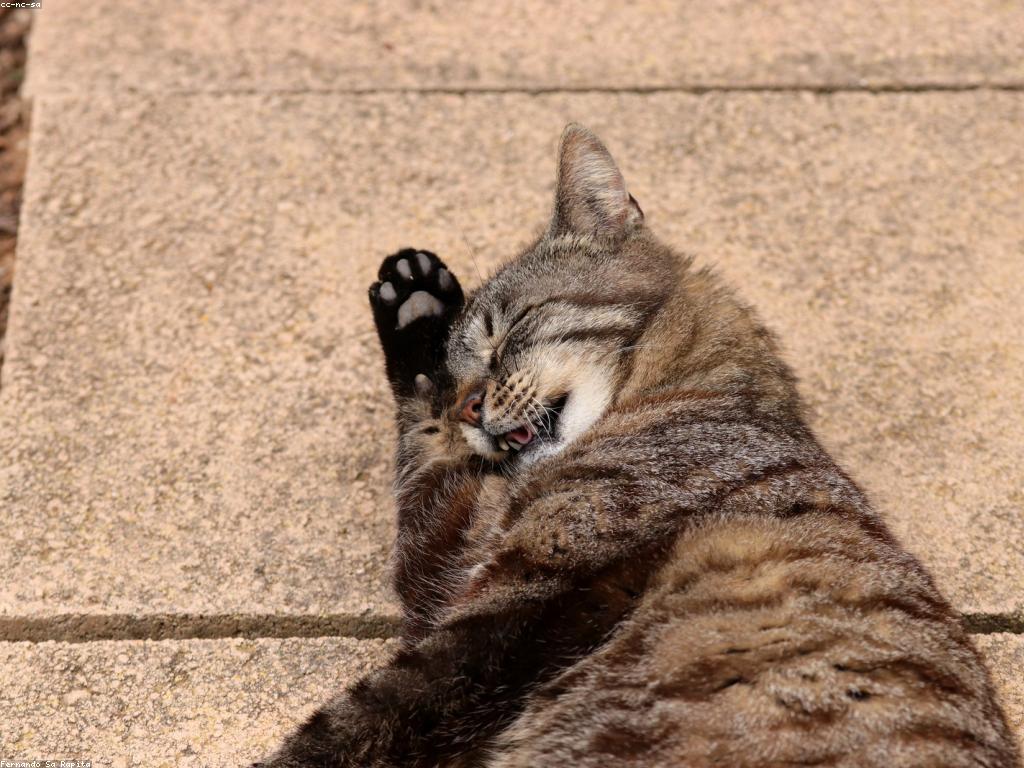 貓咪在多層貓跳台上休息觀察