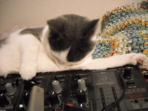 Read more about the article 是的，你可以訓練貓