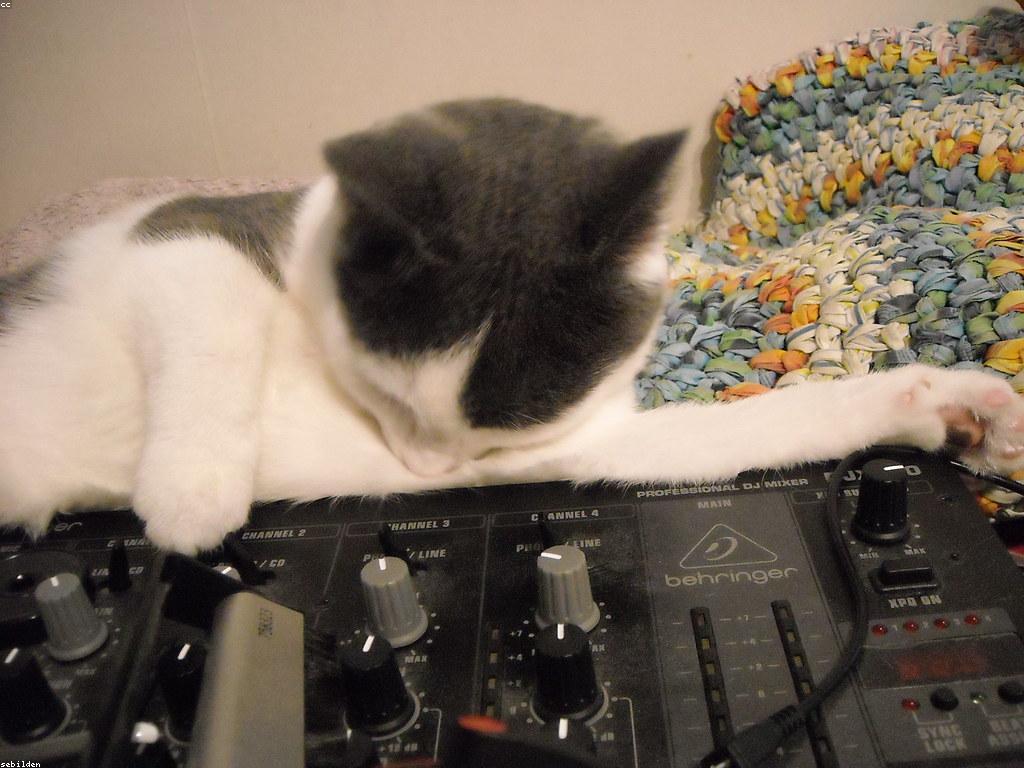 獸醫正在使用響片訓練一隻橘貓坐下