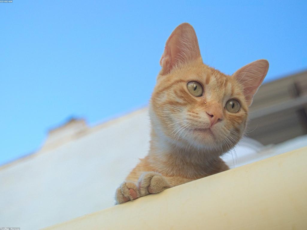 獸醫正在為貓咪進行健康檢查的特寫