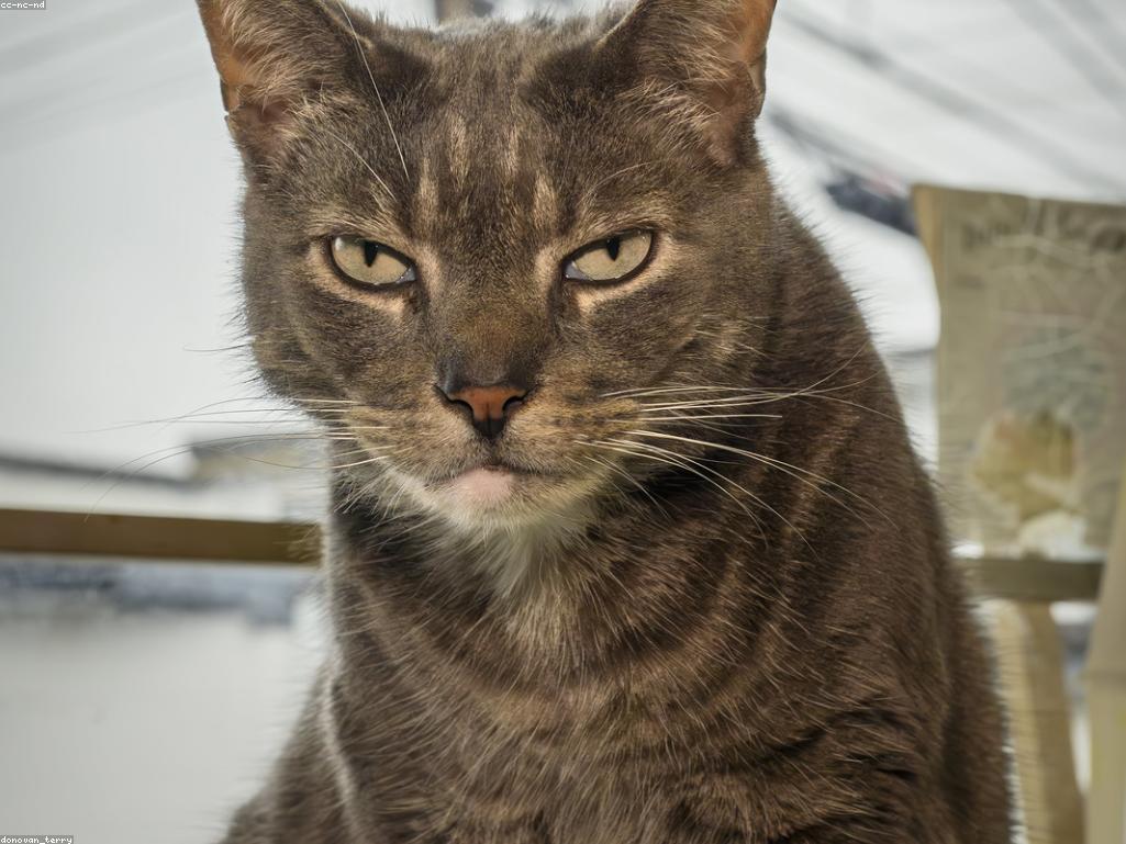 舒適的室內貓咪環境佈置