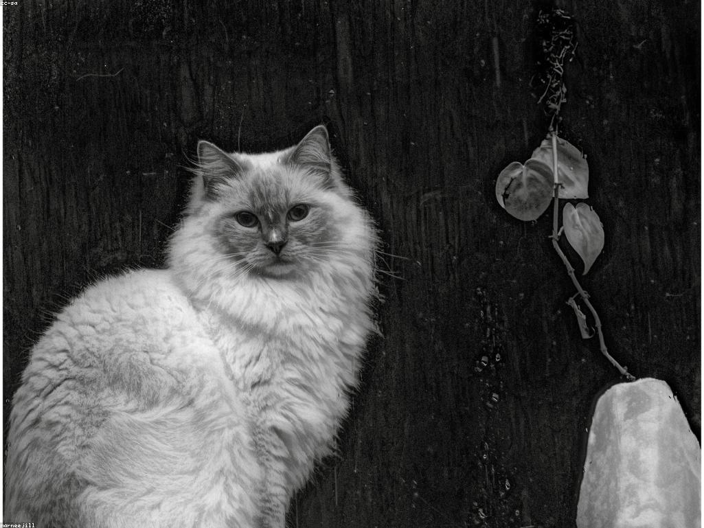 貓咪膀胱結石手術後在寵物醫院康復室休息的畫面