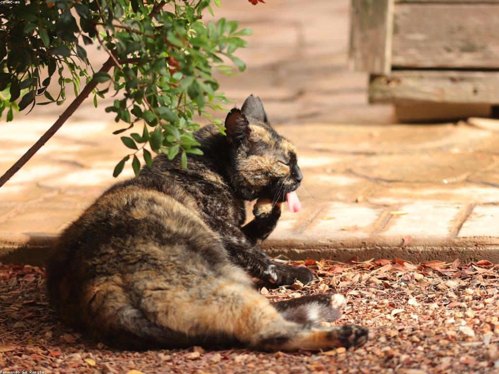 獸醫正在檢查貓咪的牙齦健康