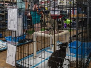 Read more about the article 貓咪和你的家人