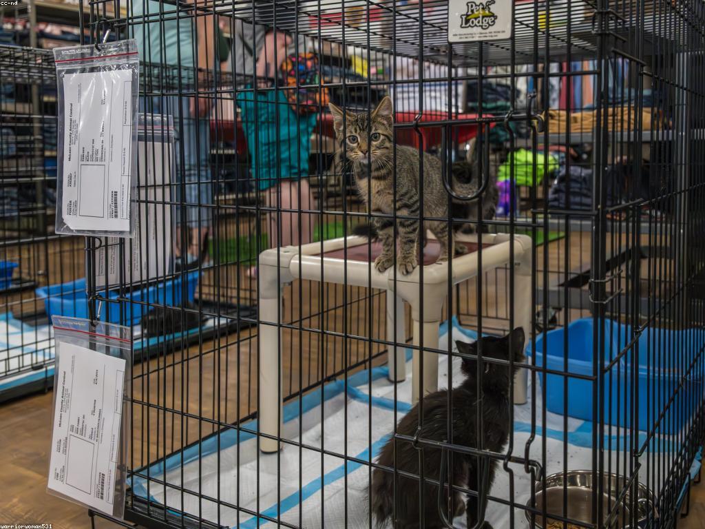 一隻健康的貓咪在溫馨的客廳中與家人互動