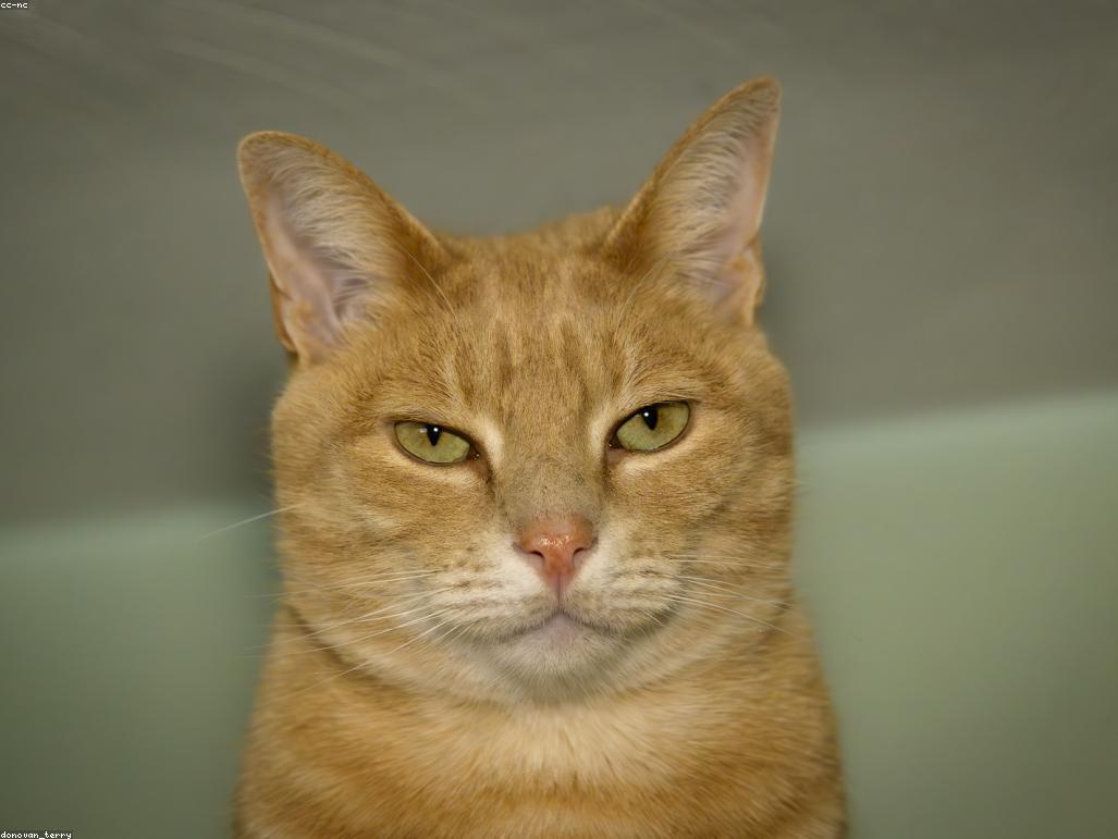 一隻原本警覺的貓在同伴引導下逐漸放鬆的特寫