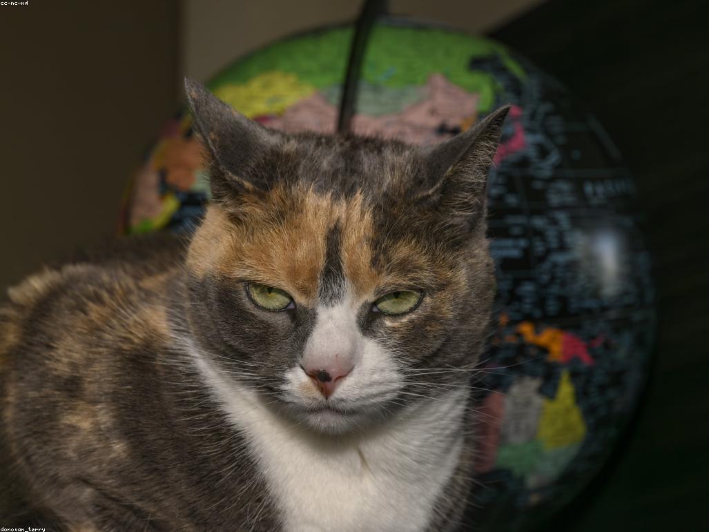 獸醫正在為一隻可愛的幼貓進行健康檢查