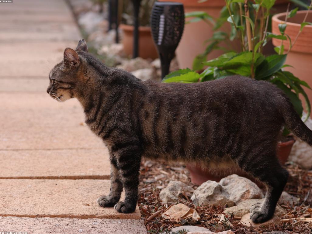 安全封閉的戶外貓陽台 Catio 實景