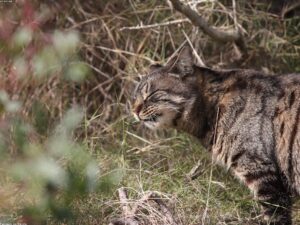 Read more about the article 第一次養貓