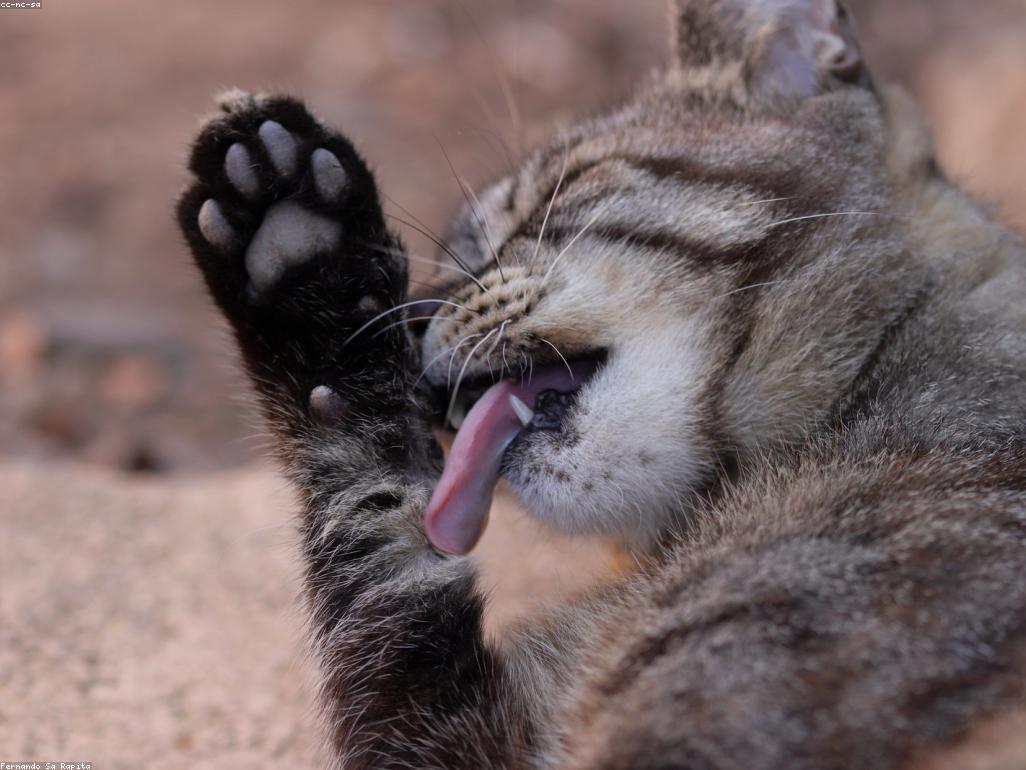 獸醫正在溫柔地檢查一隻老年貓