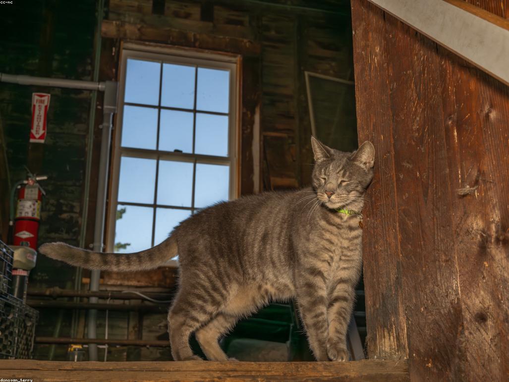 獸醫師為貓咪進行血糖測試