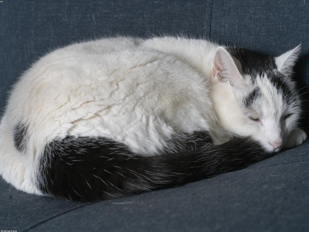 緬因貓超人式伸展睡姿