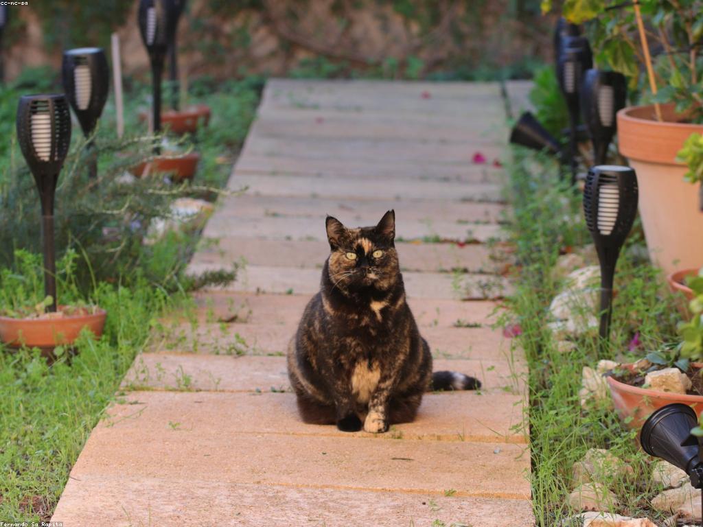 獸醫正在為一隻貓進行腹部觸診檢查