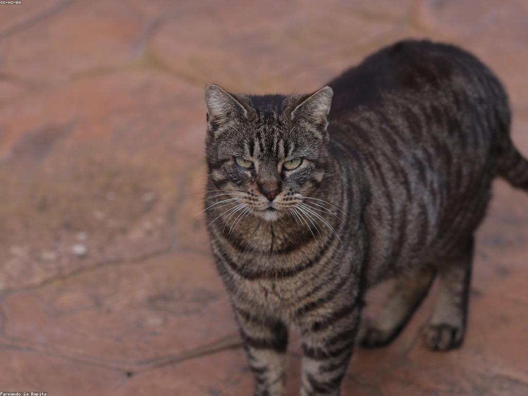 橘貓吐司坐睡姿