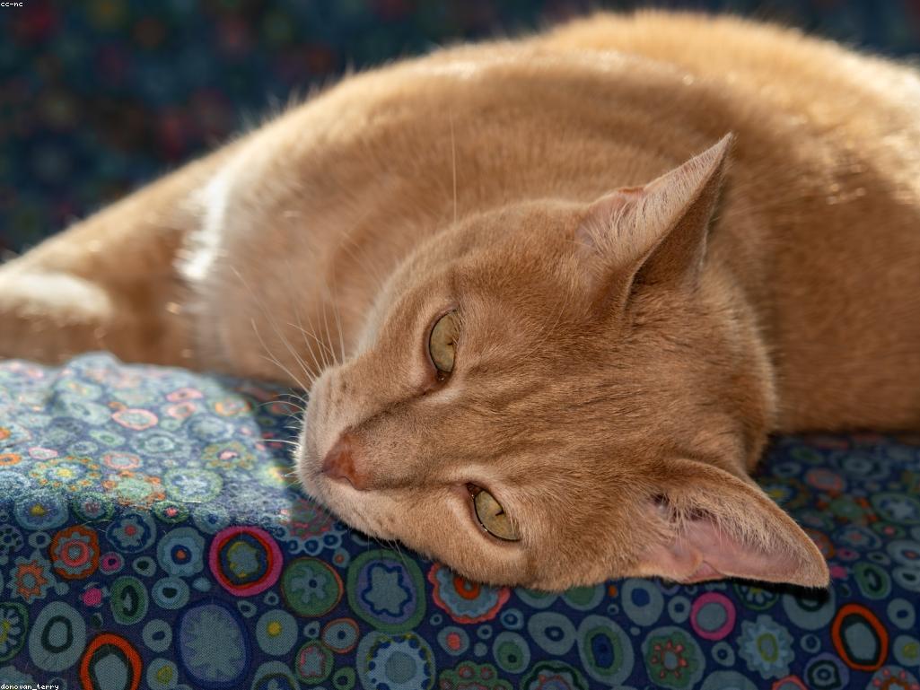 貓甲狀腺功能亢進的典型臨床症狀圖解