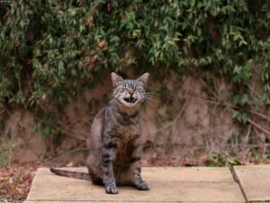 Read more about the article 貓能看時間嗎？日常改變會帶給你的貓怎樣的壓力