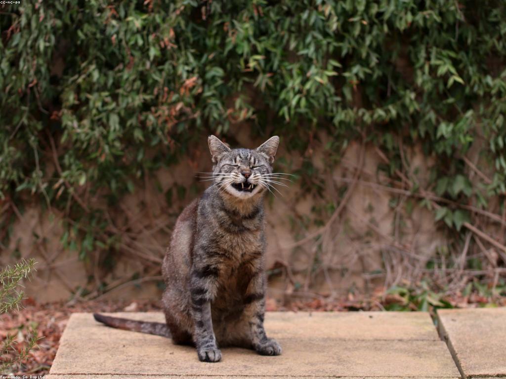 一隻貓在窗邊看著陽光照射進來，象徵其生物鐘與自然光的聯繫