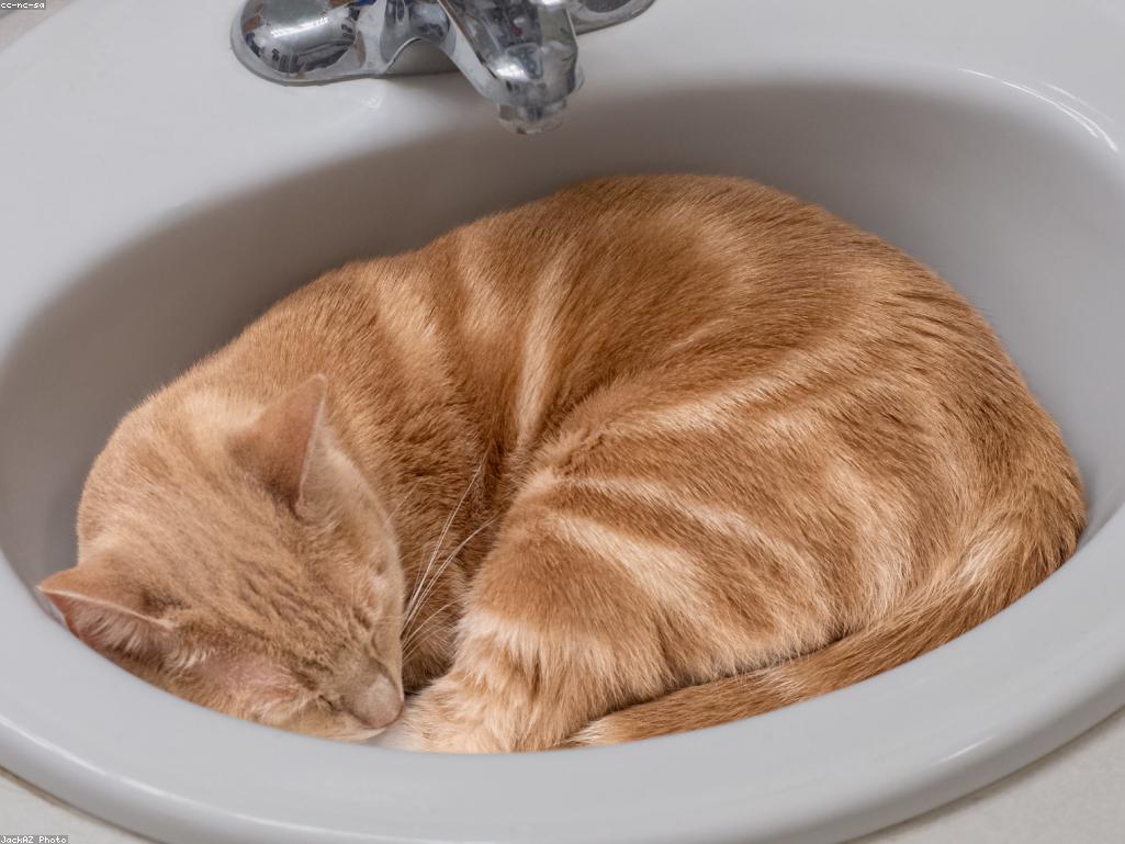 兩隻小貓依偎睡覺