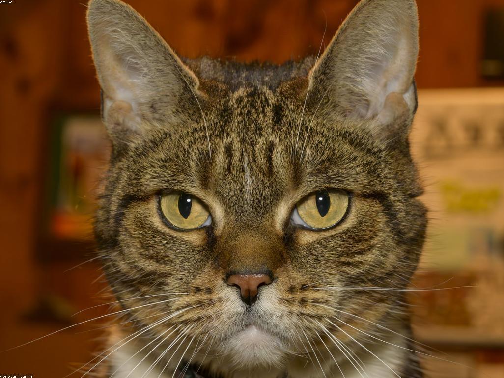 一隻貓正在安靜地進食慢食碗中的食物