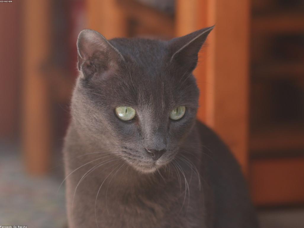 一隻貓在窗邊看著陽光照射進來，象徵其生物鐘與自然光的聯繫