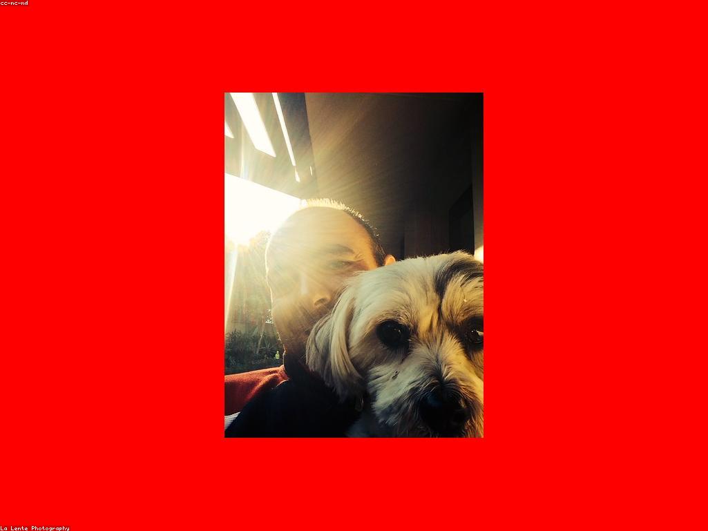 不同類型的貓咪嘔吐物示意圖與說明