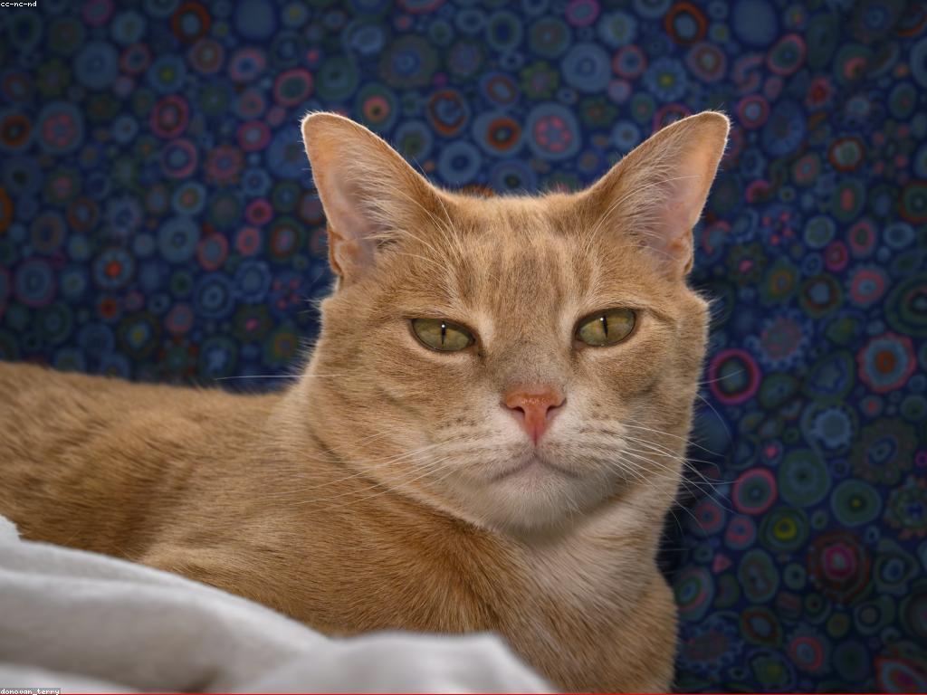 橘貓吐司坐睡姿