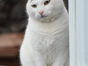 Read more about the article 貓甲狀腺功能亢進：症狀與治療