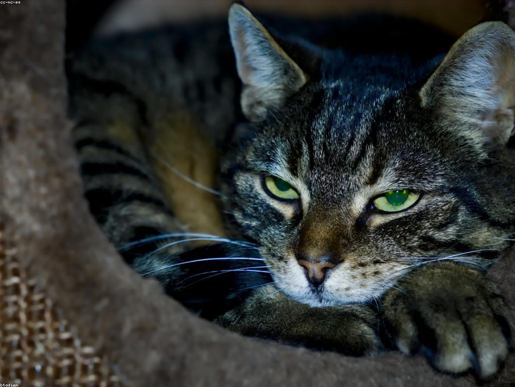 獸醫正在為一隻貓進行腹部觸診檢查